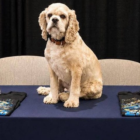 Sammy, the Pawn Leads booth dog